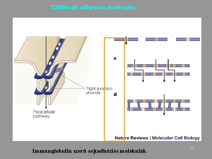 CAM=cell adhesion molecules Immunglobulin szerű sejtadhéziós molekulák 11 