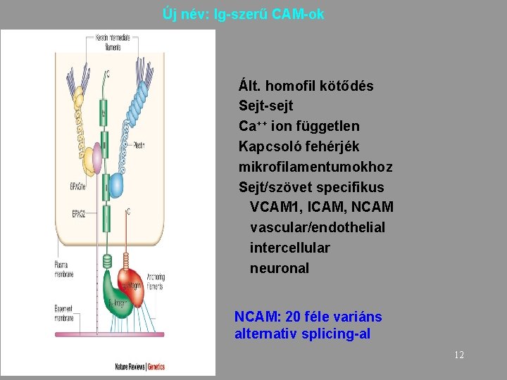 Új név: Ig-szerű CAM-ok Ált. homofil kötődés Sejt-sejt Ca++ ion független Kapcsoló fehérjék mikrofilamentumokhoz