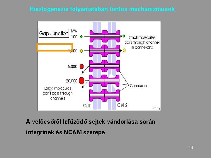 Hisztogenezis folyamatában fontos mechanizmusok A velőcsőről lefűződő sejtek vándorlása során integrinek és NCAM szerepe