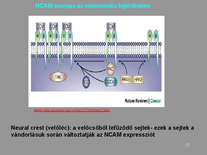NCAM szerepe az embrionális fejlődésben www. erin. utoronto. ca/~w 3 bio 315/lecture 5. htm