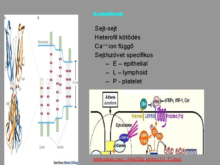 Szelektinek Sejt-sejt Heterofil kötődés Ca++ ion függő Sejt/szövet specifikus – E – epithelial –