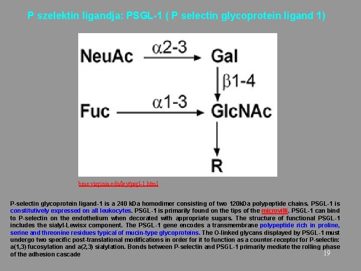 P szelektin ligandja: PSGL-1 ( P selectin glycoprotein ligand 1) bme. virginia. edu/ley/psgl-1. html