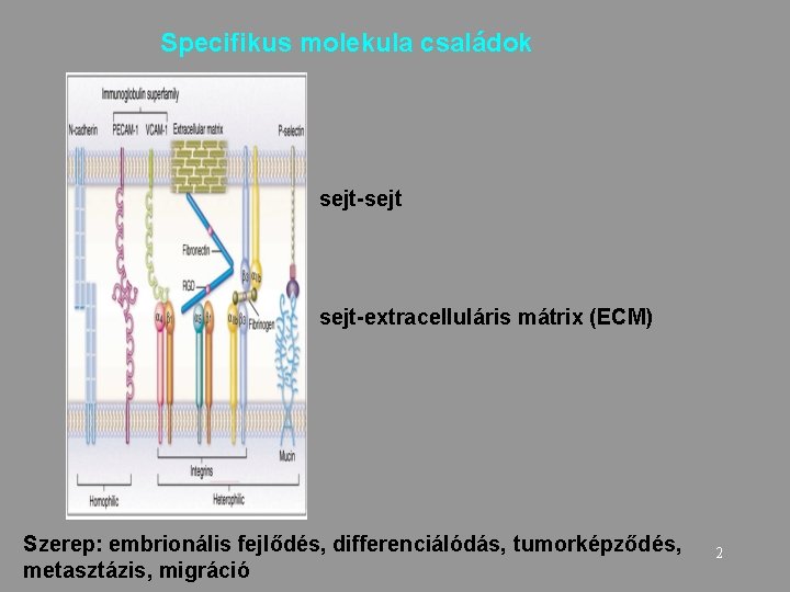 Specifikus molekula családok sejt-sejt-extracelluláris mátrix (ECM) Szerep: embrionális fejlődés, differenciálódás, tumorképződés, metasztázis, migráció 2