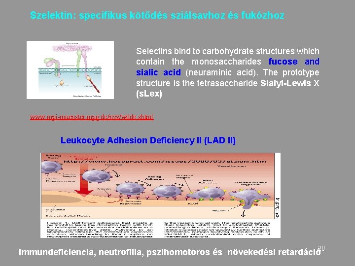 Szelektin: specifikus kötődés sziálsavhoz és fukózhoz Selectins bind to carbohydrate structures which contain the