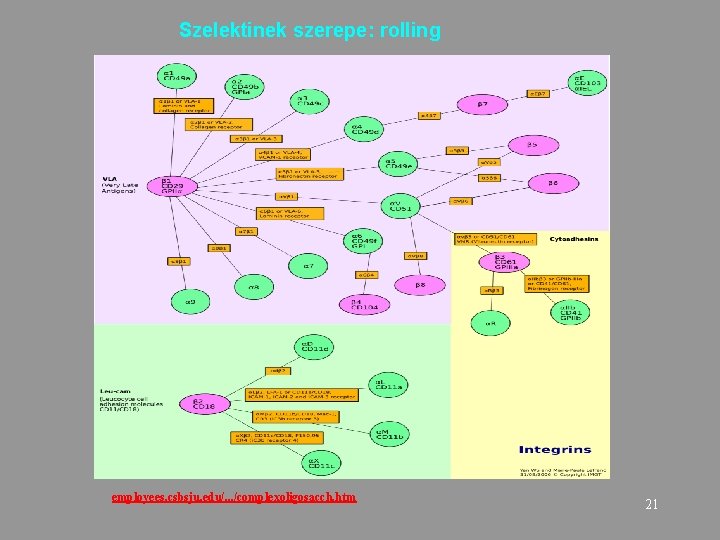 Szelektinek szerepe: rolling employees. csbsju. edu/. . . /complexoligosacch. htm 21 