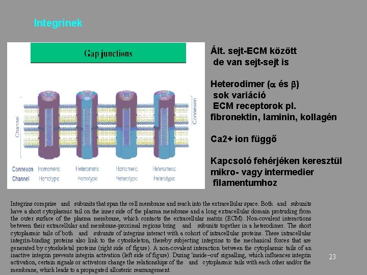 Integrinek Ált. sejt-ECM között de van sejt-sejt is Heterodimer ( és ) sok variáció