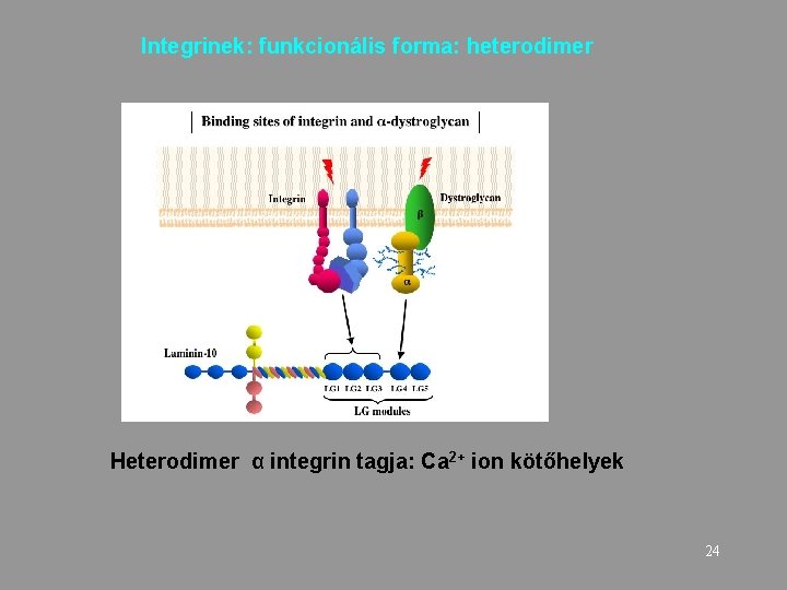 Integrinek: funkcionális forma: heterodimer Heterodimer α integrin tagja: Ca 2+ ion kötőhelyek 24 