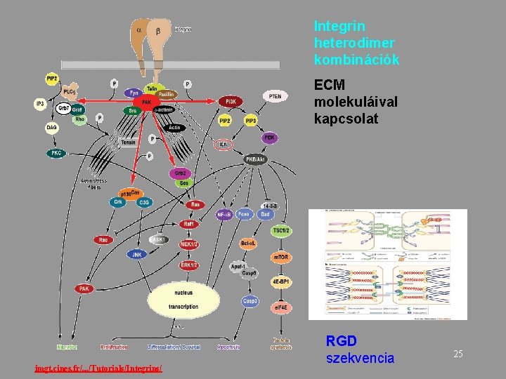 Integrin heterodimer kombinációk ECM molekuláival kapcsolat imgt. cines. fr/. . . /Tutorials/Integrins/ RGD szekvencia