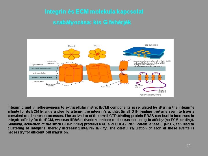  Integrin és ECM molekula kapcsolat szabályozása: kis G fehérjék Integrin α and β