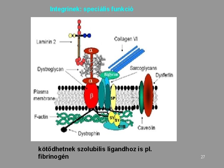 Integrinek: speciális funkció kötődhetnek szolubilis ligandhoz is pl. fibrinogén 27 