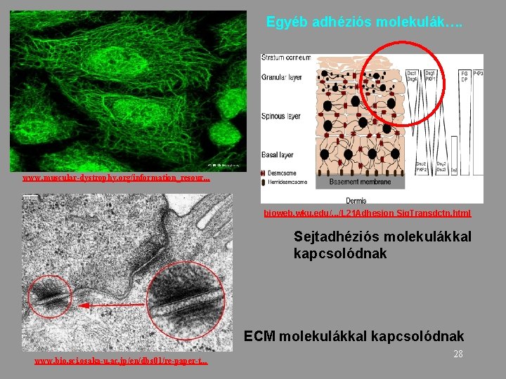 Egyéb adhéziós molekulák…. www. muscular-dystrophy. org/information_resour. . . bioweb. wku. edu/. . . /L