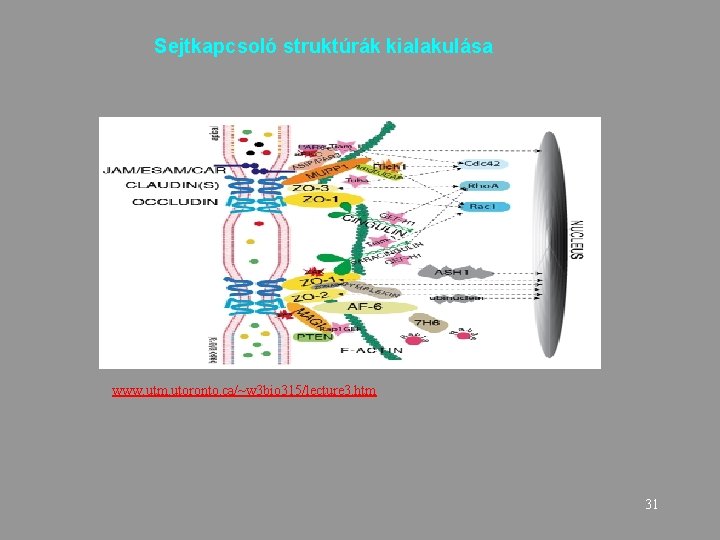  Sejtkapcsoló struktúrák kialakulása www. utm. utoronto. ca/~w 3 bio 315/lecture 3. htm 31