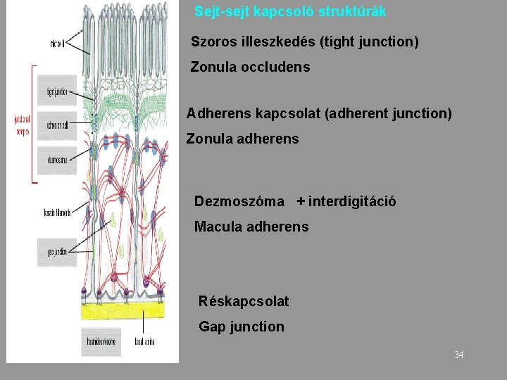 Sejt-sejt kapcsoló struktúrák Szoros illeszkedés (tight junction) Zonula occludens Adherens kapcsolat (adherent junction) Zonula