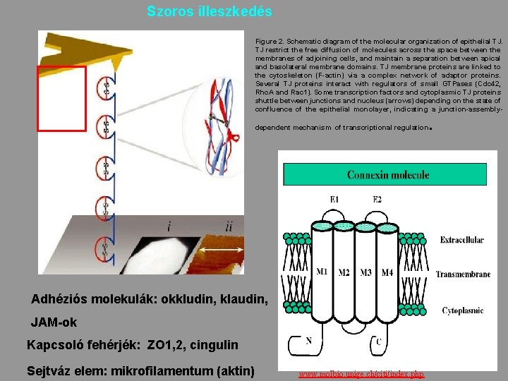 Szoros illeszkedés Figure 2. Schematic diagram of the molecular organization of epithelial TJ. TJ