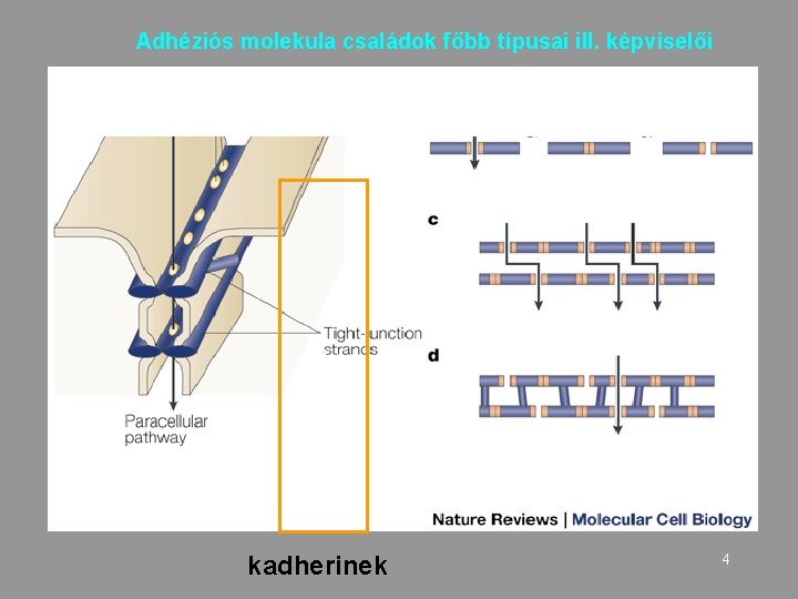 Adhéziós molekula családok főbb típusai ill. képviselői 3 kadherinek 4 