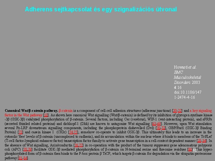 Adherens sejtkapcsolat és egy szignalizációs útvonal Howard et al. BMC Musculoskeletal Disorders 2003 4: