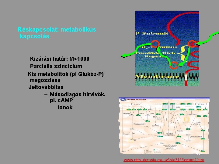 Réskapcsolat: metabolikus kapcsolás Kizárási határ: M<1000 Parciális szincícium Kis metabolitok (pl Glukóz-P) megoszlása Jeltovábbítás