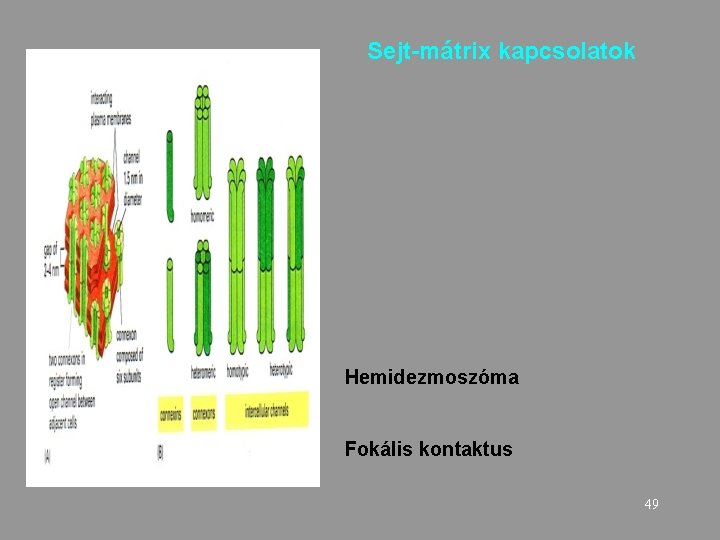 Sejt-mátrix kapcsolatok Hemidezmoszóma Fokális kontaktus 49 