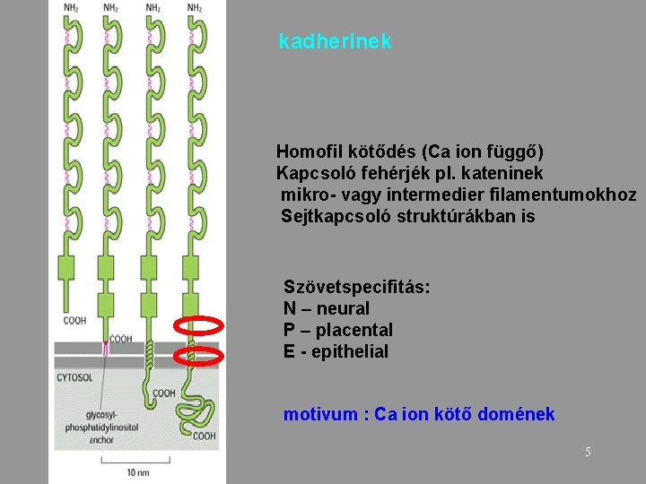 kadherinek Homofil kötődés (Ca ion függő) Kapcsoló fehérjék pl. kateninek mikro- vagy intermedier filamentumokhoz