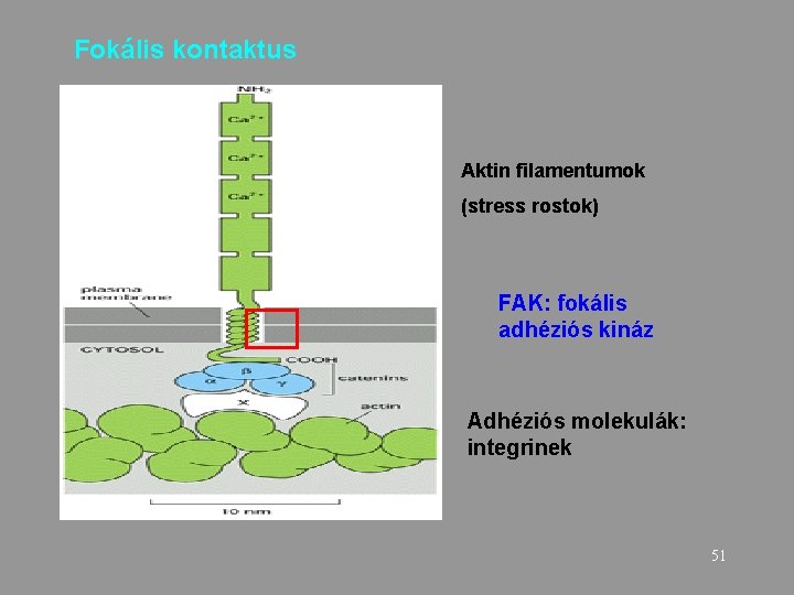 Fokális kontaktus Aktin filamentumok (stress rostok) FAK: fokális adhéziós kináz Adhéziós molekulák: integrinek 51