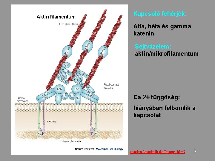 Aktin filamentum Kapcsoló fehérjék: Alfa, béta és gamma katenin Sejtvázelem: aktin/mikrofilamentum Ca 2+ függőség: