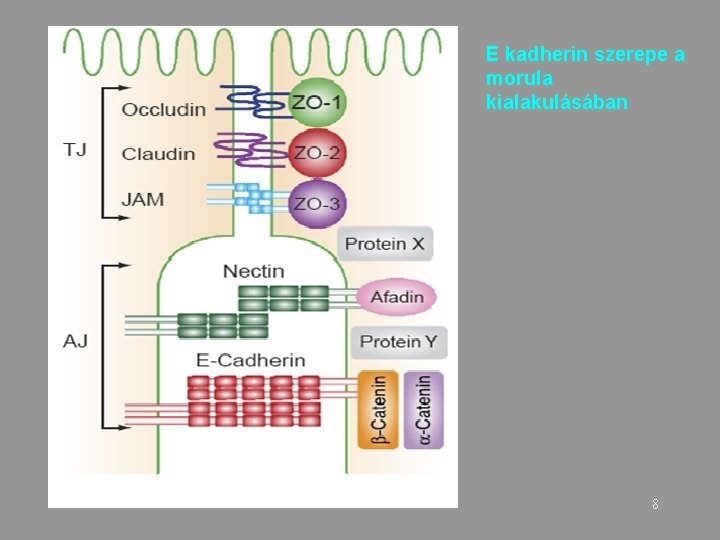 E kadherin szerepe a morula kialakulásában 8 