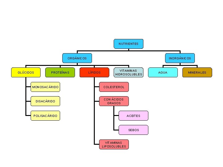 NUTRIENTES ORGÁNICOS GLÚCIDOS PROTEÍNAS INORGÁNICOS LÍPIDOS VITAMINAS HIDROSOLUBLES MONOSACÁRIDO COLESTEROL DISACÁRIDO CON ÁCIDOS GRASOS