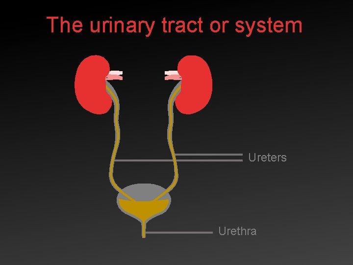 The urinary tract or system Ureters Urethra 