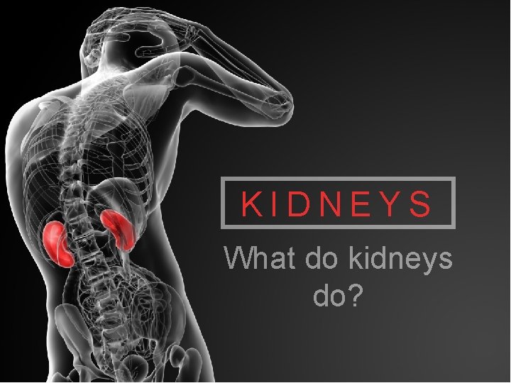 KIDNEYS What do kidneys do? 