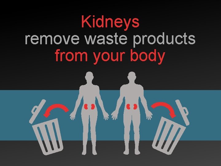 Kidneys remove waste products from your body 