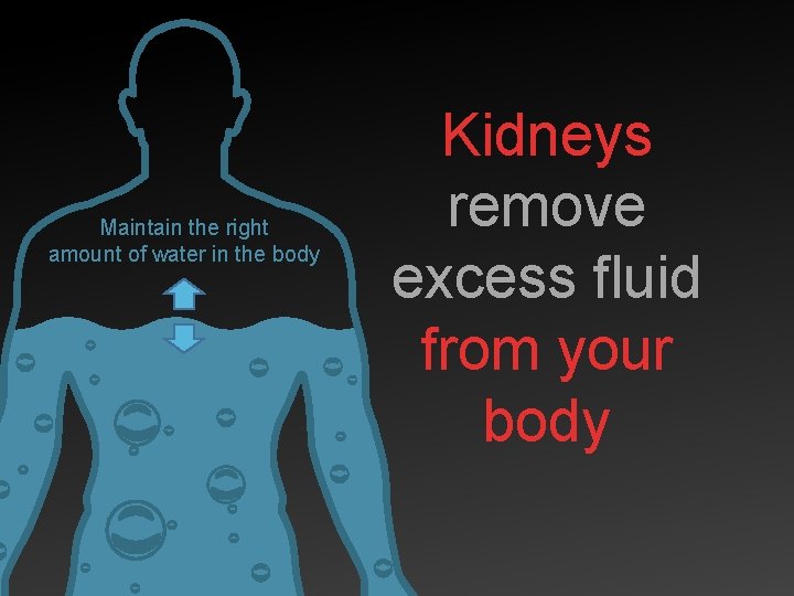 Maintain the right amount of water in the body Kidneys remove excess fluid from