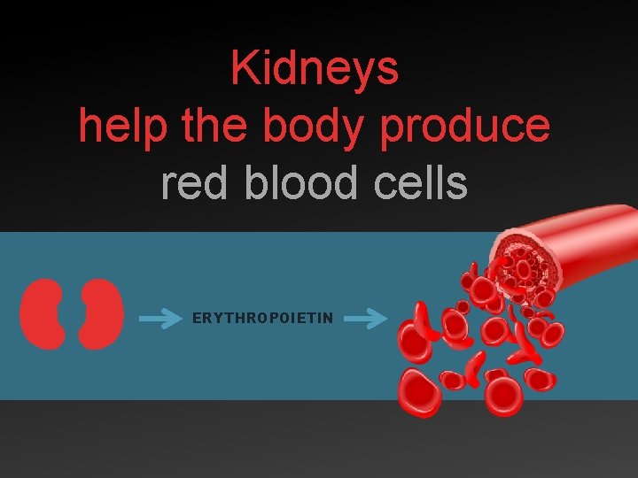 Kidneys help the body produce red blood cells ERYTHROPOIETIN 