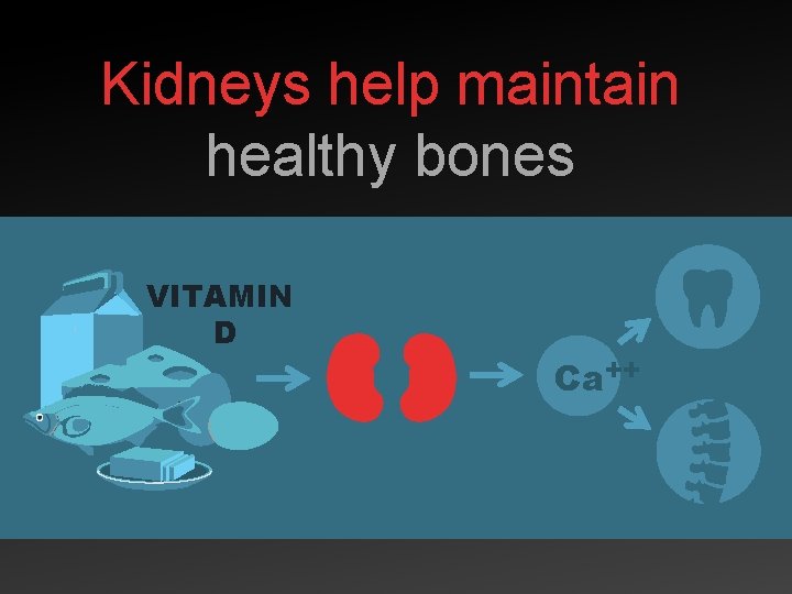 Kidneys help maintain healthy bones VITAMIN D Ca++ 