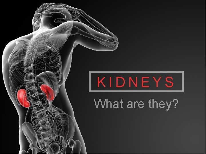 KIDNEYS What are they? 