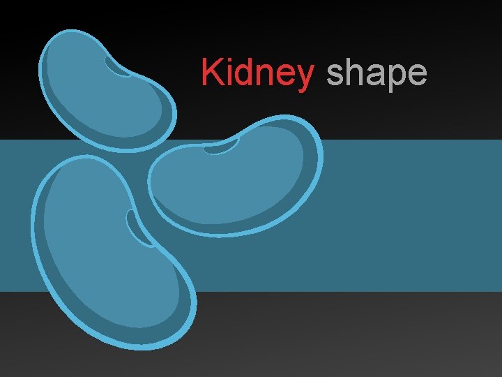 Kidney shape 