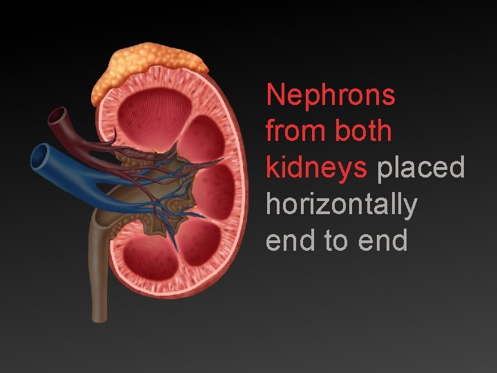 Nephrons from both kidneys placed horizontally end to end 