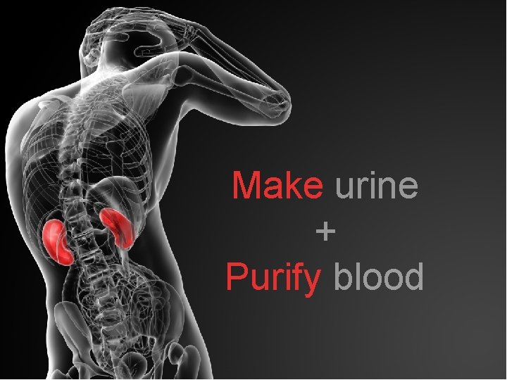 Make urine + Purify blood 