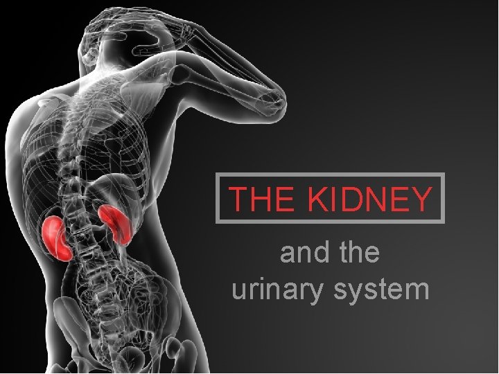 THE KIDNEY and the urinary system 