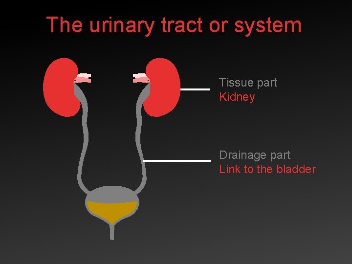 The urinary tract or system Tissue part Kidney Drainage part Link to the bladder