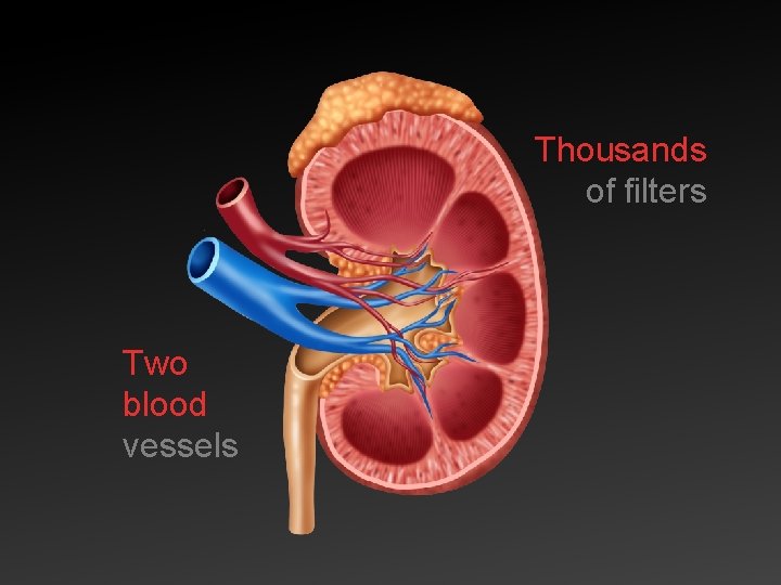 Thousands of filters Two blood vessels 