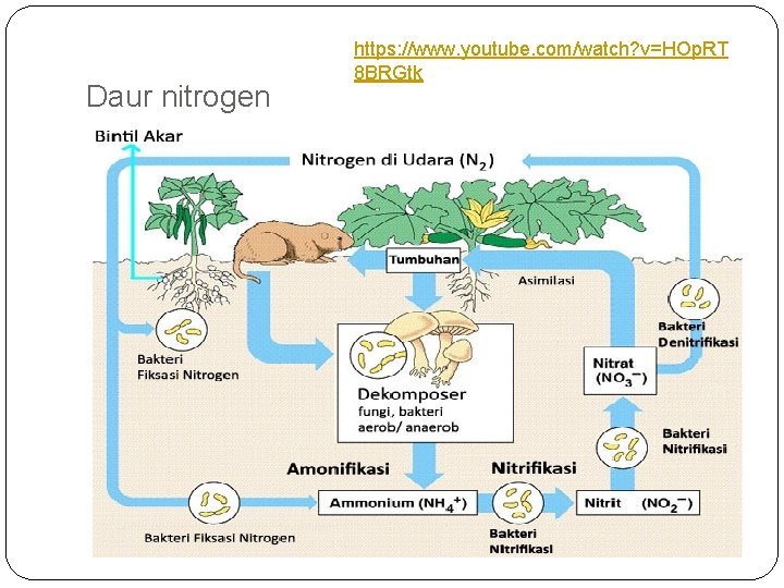 Daur nitrogen https: //www. youtube. com/watch? v=HOp. RT 8 BRGtk 