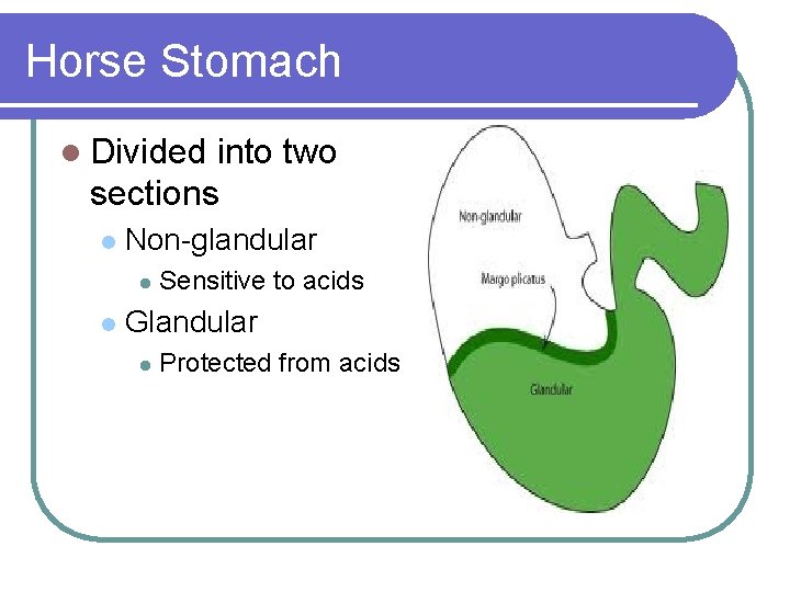 Horse Stomach l Divided into two sections l Non-glandular l l Sensitive to acids