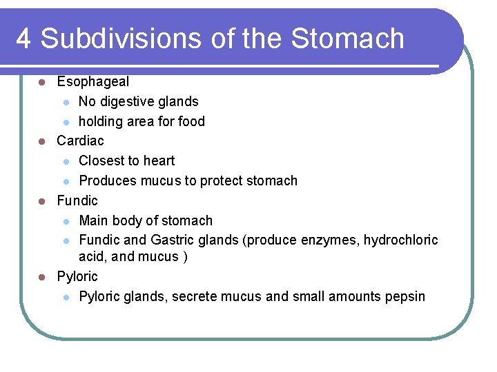 4 Subdivisions of the Stomach Esophageal l No digestive glands l holding area for