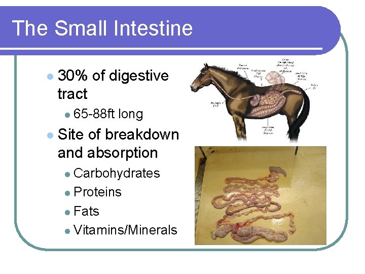 The Small Intestine l 30% of digestive tract l 65 -88 ft l long