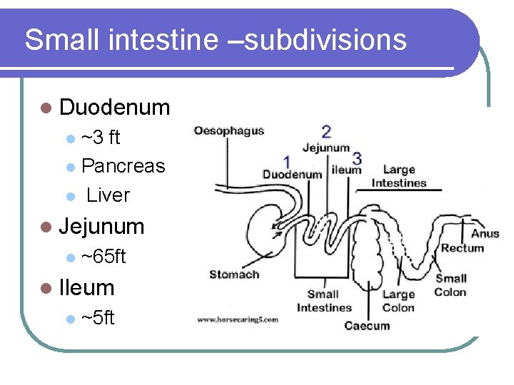 Small intestine –subdivisions l Duodenum ~3 ft l Pancreas l Liver l l Jejunum
