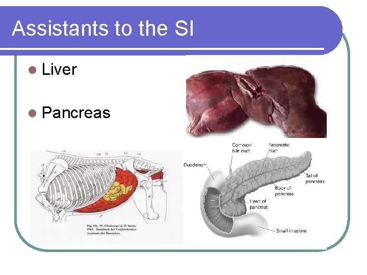 Assistants to the SI l Liver l Pancreas 