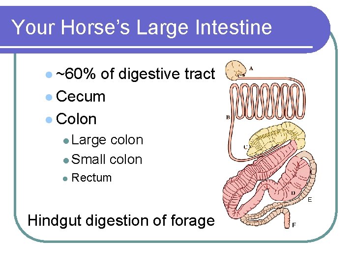 Your Horse’s Large Intestine l ~60% of digestive tract l Cecum l Colon l Your Horse’s Large Intestine l ~60% of digestive tract l Cecum l Colon l