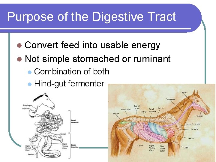 Purpose of the Digestive Tract l Convert feed into usable energy l Not simple Purpose of the Digestive Tract l Convert feed into usable energy l Not simple