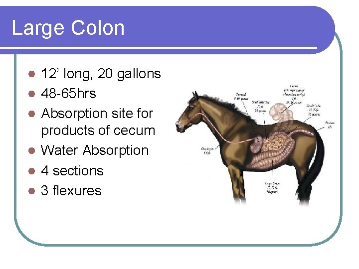 Large Colon l l l 12’ long, 20 gallons 48 -65 hrs Absorption site