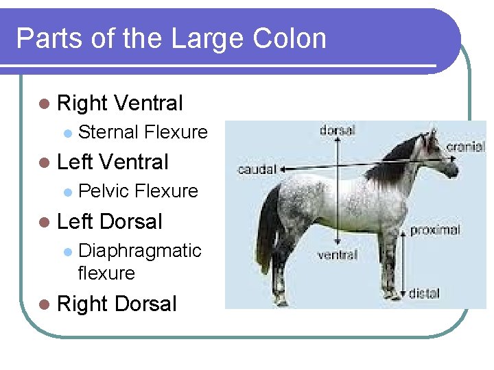 Parts of the Large Colon l Right l Sternal Flexure l Left l Ventral Parts of the Large Colon l Right l Sternal Flexure l Left l Ventral